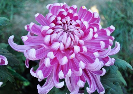 好看的菊花,惊艳的菊花花开动态图