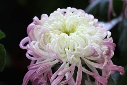 好看的菊花,惊艳的菊花花开动态图