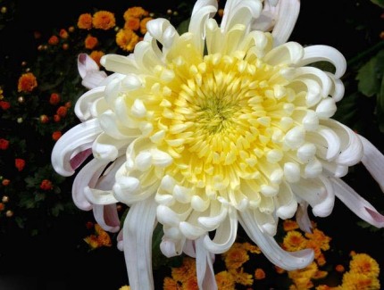 好看的菊花,惊艳的菊花花开动态图