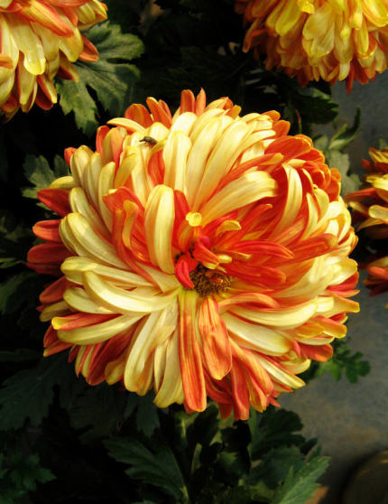 好看的菊花,惊艳的菊花花开动态图