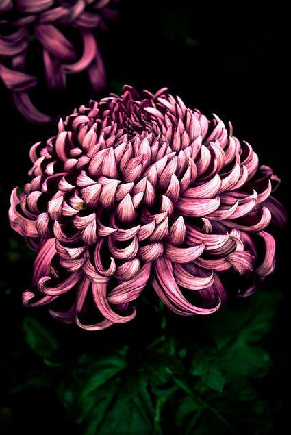 好看的菊花,惊艳的菊花花开动态图