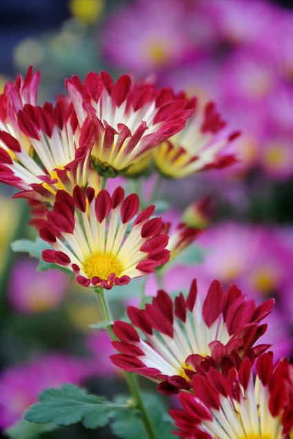 好看的菊花,惊艳的菊花花开动态图