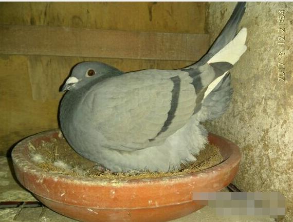 散养鸽子如何开家,散养鸽子怎么引别的鸽子