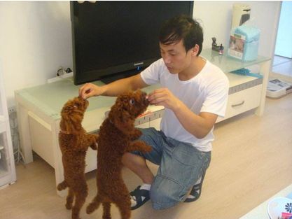 泰迪狗狗怎么养爆毛好呢,怎么喂养小体泰迪狗狗毛发亮