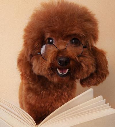 泰迪狗狗怎么养爆毛好呢,怎么喂养小体泰迪狗狗毛发亮