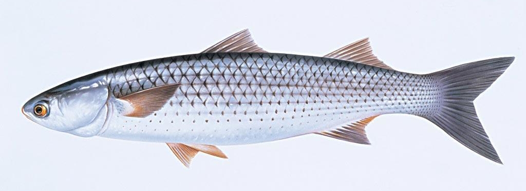 日本料理里经常点的鱼,日本料理最正宗的是什么鱼