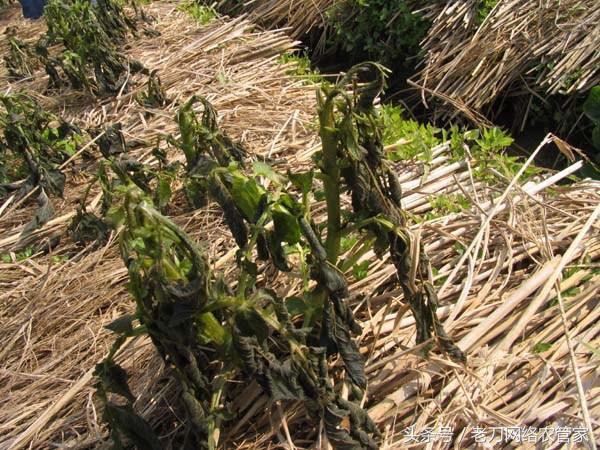 全国最新马铃薯冻害,马铃薯苗期冻害如何补救