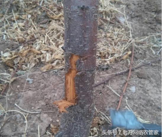 梨树腐烂病和干腐病的区别,干腐病属于土传病害吗