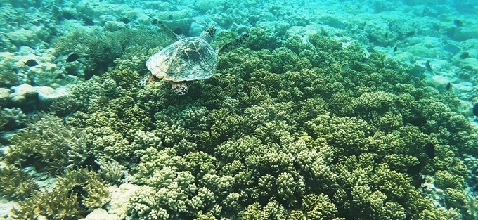 不需要做任何攻略就去的海岛国家!这样便可以玩转帕劳!