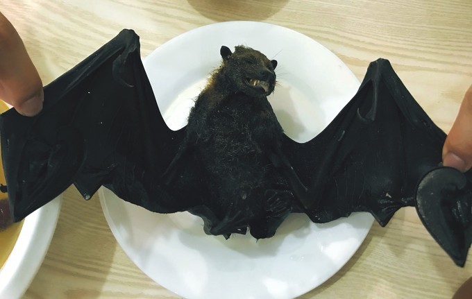 不需要做任何攻略就去的海岛国家!这样便可以玩转帕劳!