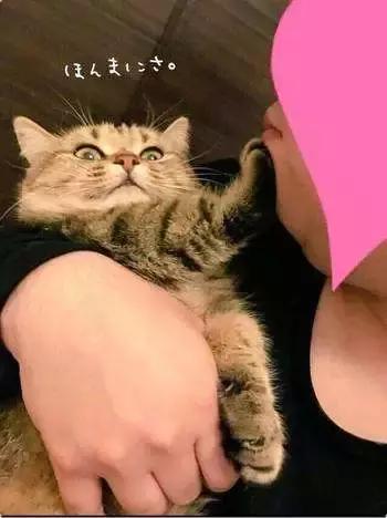 我的猫得了网瘾,还有救吗?(安利六个适合给猫玩的游戏app!)