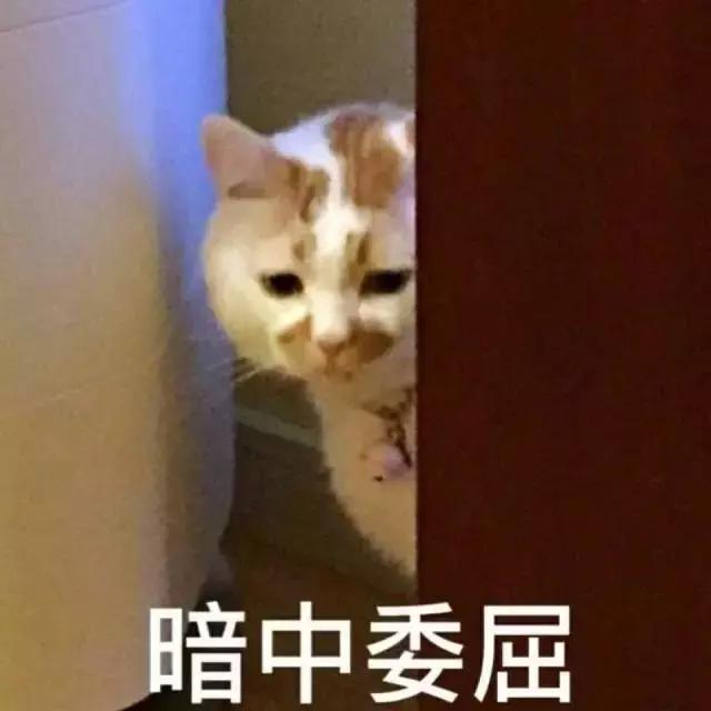 我的猫得了网瘾,还有救吗?(安利六个适合给猫玩的游戏app!)