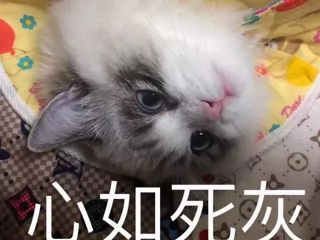 我的猫得了网瘾,还有救吗?(安利六个适合给猫玩的游戏app!)