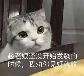 我的猫得了网瘾,还有救吗?(安利六个适合给猫玩的游戏app!)