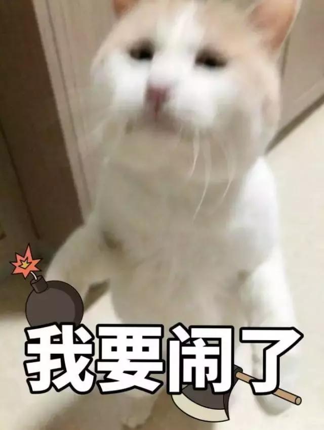 我的猫得了网瘾,还有救吗?(安利六个适合给猫玩的游戏app!)