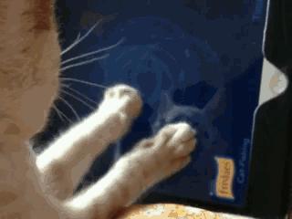 我的猫得了网瘾,还有救吗?(安利六个适合给猫玩的游戏app!)