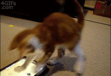 我的猫得了网瘾,还有救吗?(安利六个适合给猫玩的游戏app!)