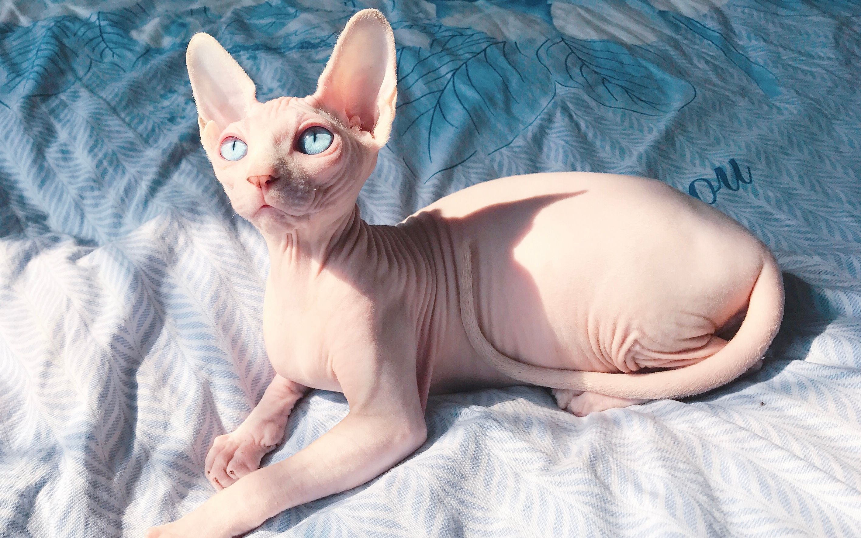 斯芬克斯猫是如何产生的,斯芬克斯猫像外星人