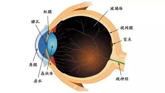 眼前闪光感,眼前闪光感能消失吗