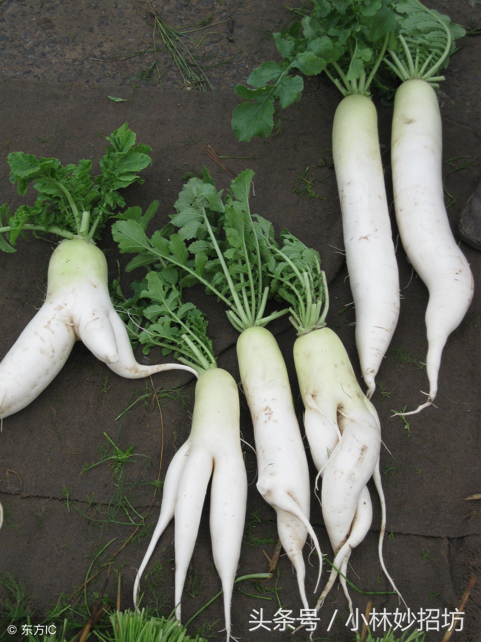 3块钱治鼻炎偏方,18块钱有什么治鼻炎的药