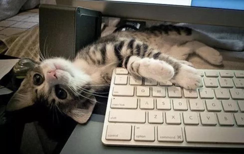 我的猫得了网瘾,还有救吗?(安利六个适合给猫玩的游戏app!)