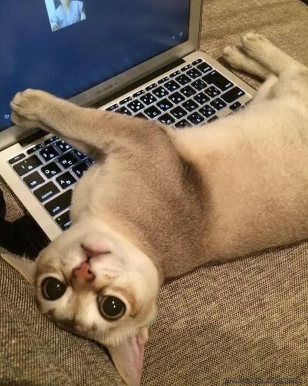 我的猫得了网瘾,还有救吗?(安利六个适合给猫玩的游戏app!)