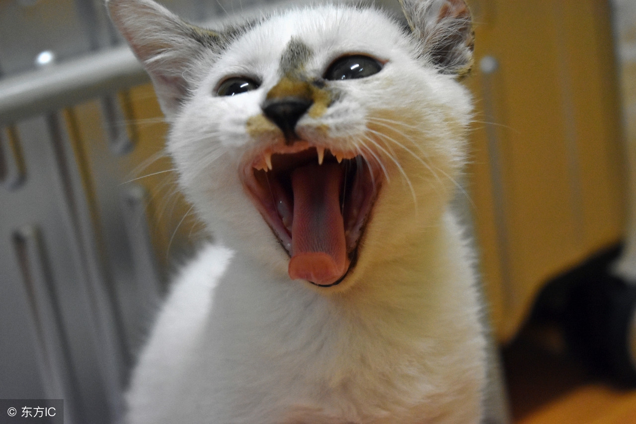 阿玛尼彩妆多少钱,阿玛尼化妆品好用吗