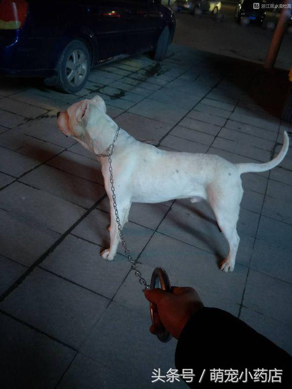 如果家里人反对你养猫怎么办,当家人反对你