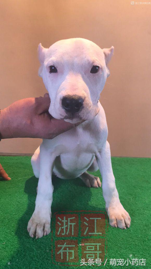 如果家里人反对你养猫怎么办,当家人反对你