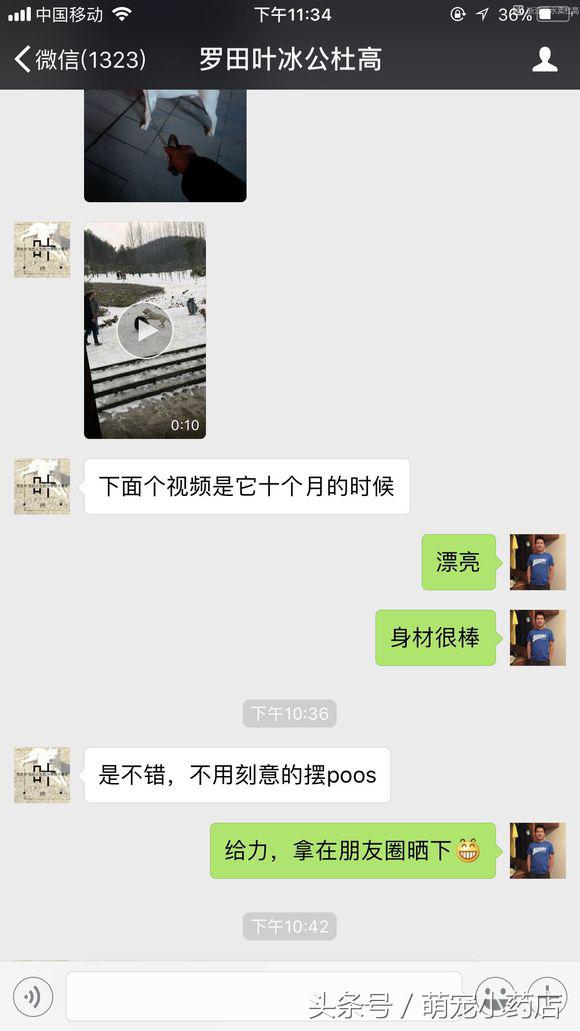 如果家里人反对你养猫怎么办,当家人反对你