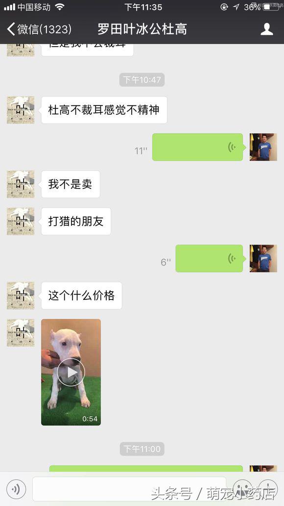 如果家里人反对你养猫怎么办,当家人反对你