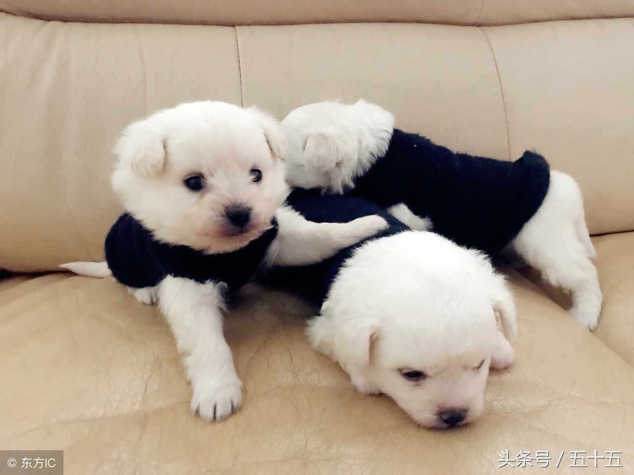 串串狗真的没有纯种狗聪明吗,串串狗和串串狗会生串串狗吗