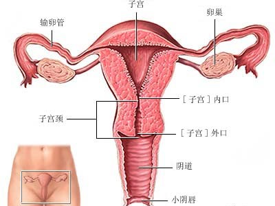宫颈怎么不会糜烂,宫颈糜烂2-3度怎么治疗效果好