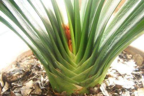 君子兰夹箭用温水泡,君子兰夹箭花出不来什么原因