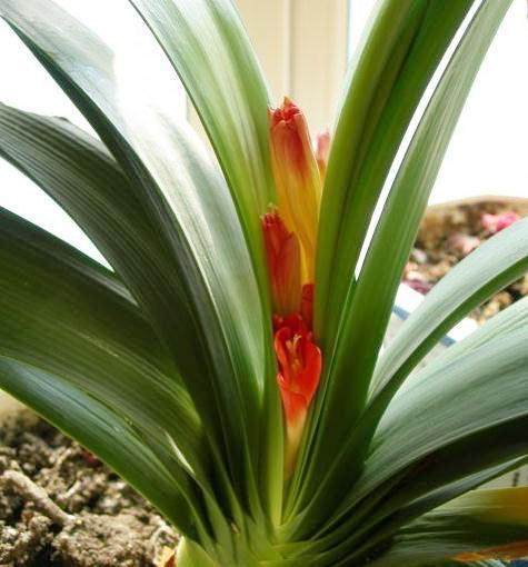 君子兰夹箭用温水泡,君子兰夹箭花出不来什么原因