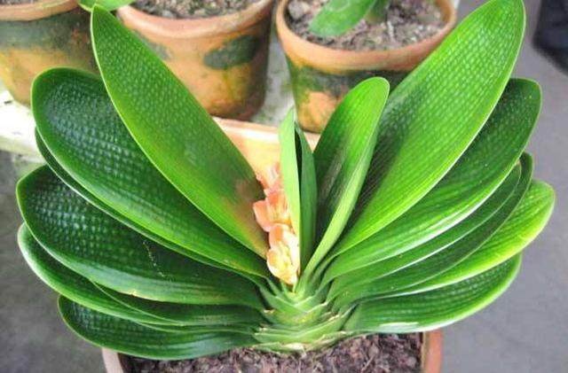 君子兰夹箭用温水泡,君子兰夹箭花出不来什么原因