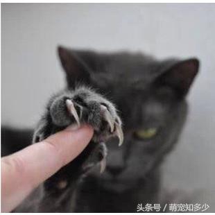 媳妇怀疑不能养宠物,结婚了家里还不让养宠物