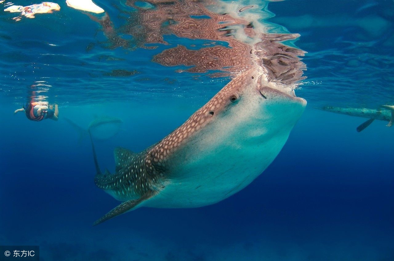 深圳直飞塞班岛航班,深圳直飞冲绳飞机