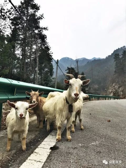 爱吃羊肉，爱吃串，那就看看这60种不同品种的羊长什么样子吧！