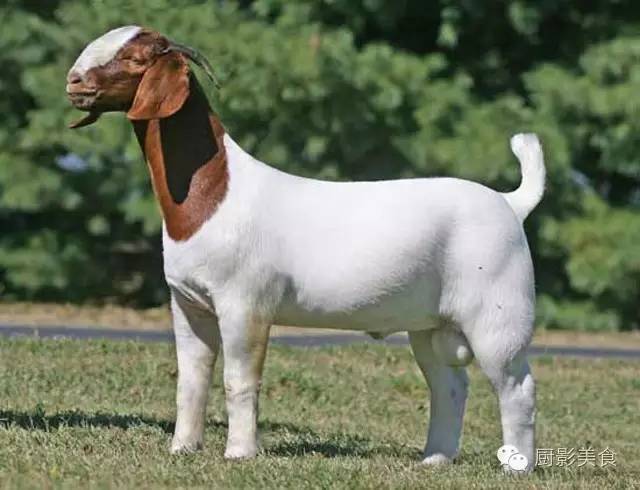 爱吃羊肉，爱吃串，那就看看这60种不同品种的羊长什么样子吧！