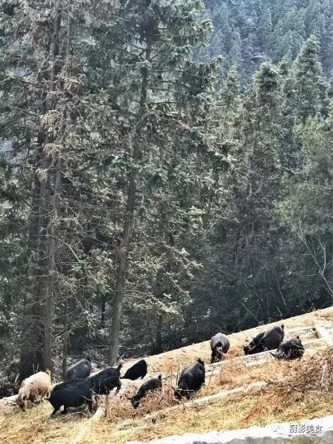 爱吃羊肉，爱吃串，那就看看这60种不同品种的羊长什么样子吧！