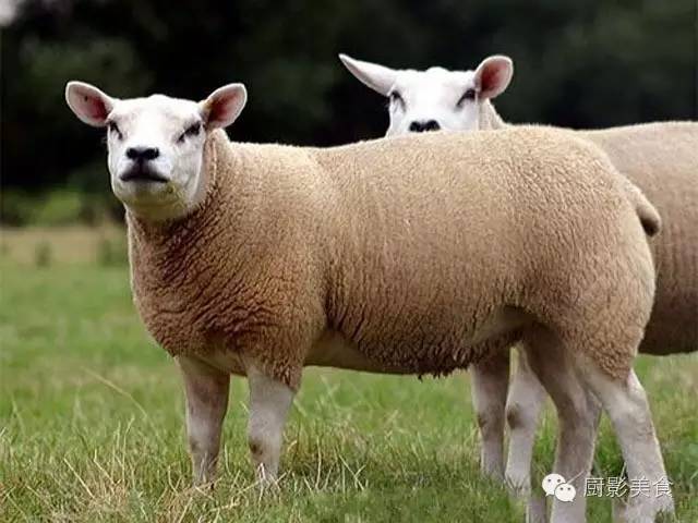 爱吃羊肉，爱吃串，那就看看这60种不同品种的羊长什么样子吧！