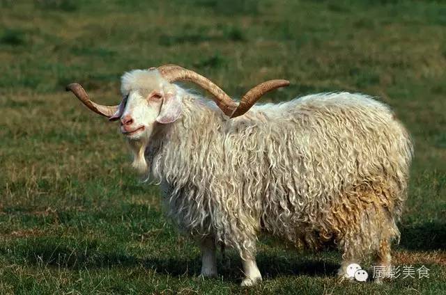 爱吃羊肉，爱吃串，那就看看这60种不同品种的羊长什么样子吧！