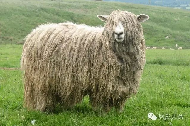 爱吃羊肉，爱吃串，那就看看这60种不同品种的羊长什么样子吧！