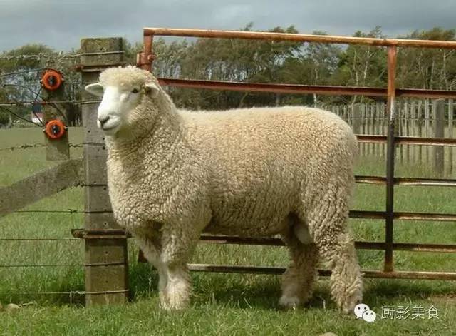 爱吃羊肉，爱吃串，那就看看这60种不同品种的羊长什么样子吧！