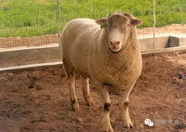 爱吃羊肉，爱吃串，那就看看这60种不同品种的羊长什么样子吧！