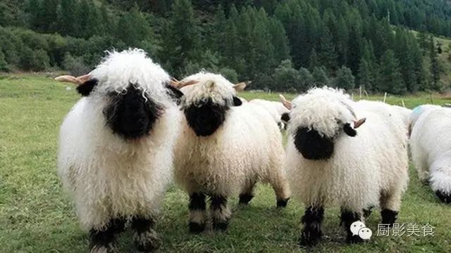 爱吃羊肉，爱吃串，那就看看这60种不同品种的羊长什么样子吧！