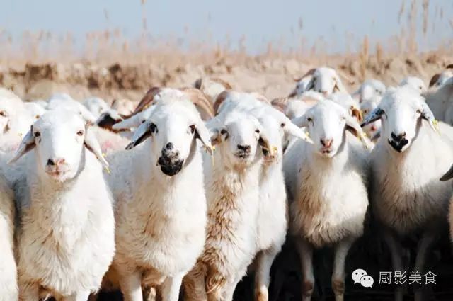 爱吃羊肉，爱吃串，那就看看这60种不同品种的羊长什么样子吧！