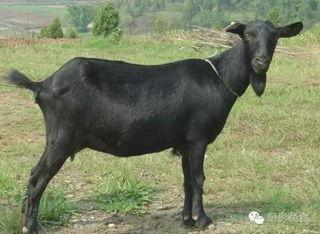 爱吃羊肉，爱吃串，那就看看这60种不同品种的羊长什么样子吧！