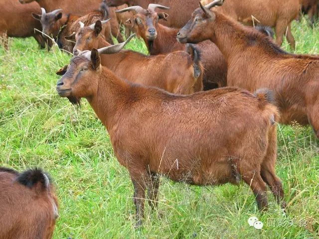 爱吃羊肉，爱吃串，那就看看这60种不同品种的羊长什么样子吧！